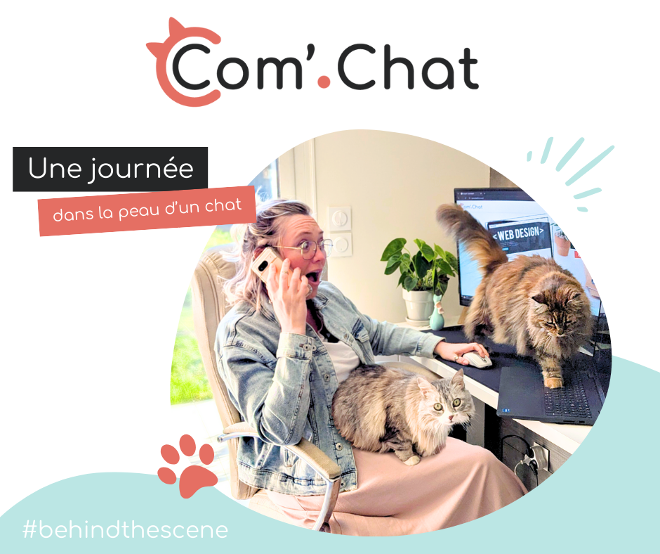 Une journĂ©e dans la peau de C Comâ Chat : les coulisses dâune agence fĂ©line (et bien rodĂ©e)